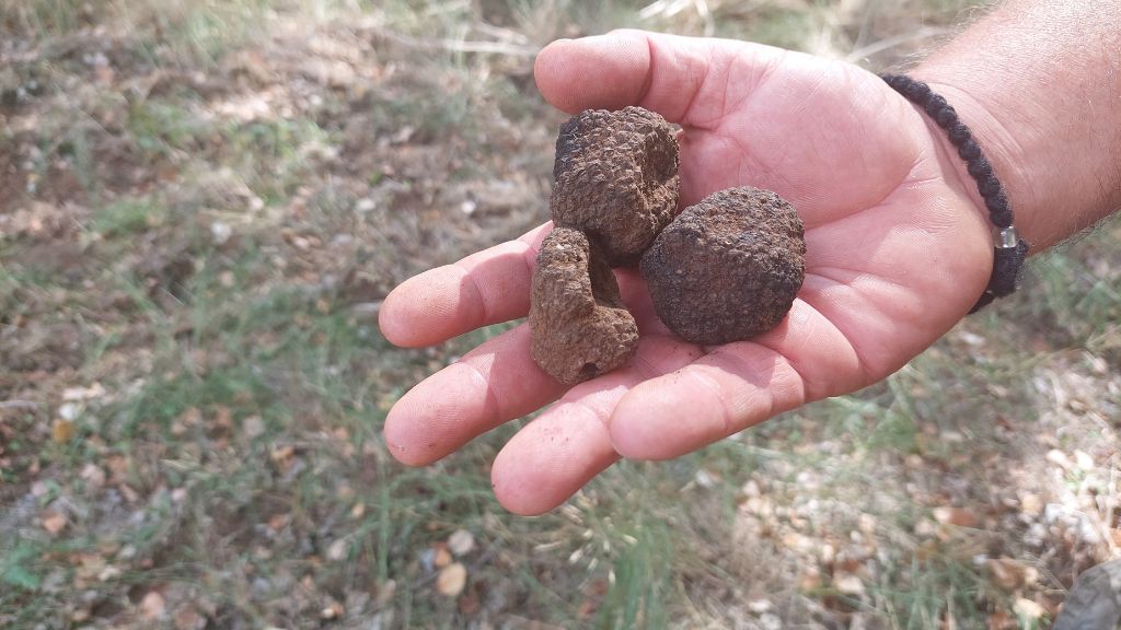 Truffle hunting