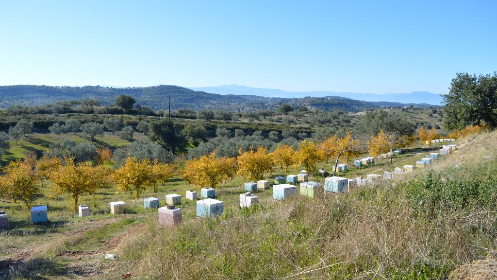 Honey tasting