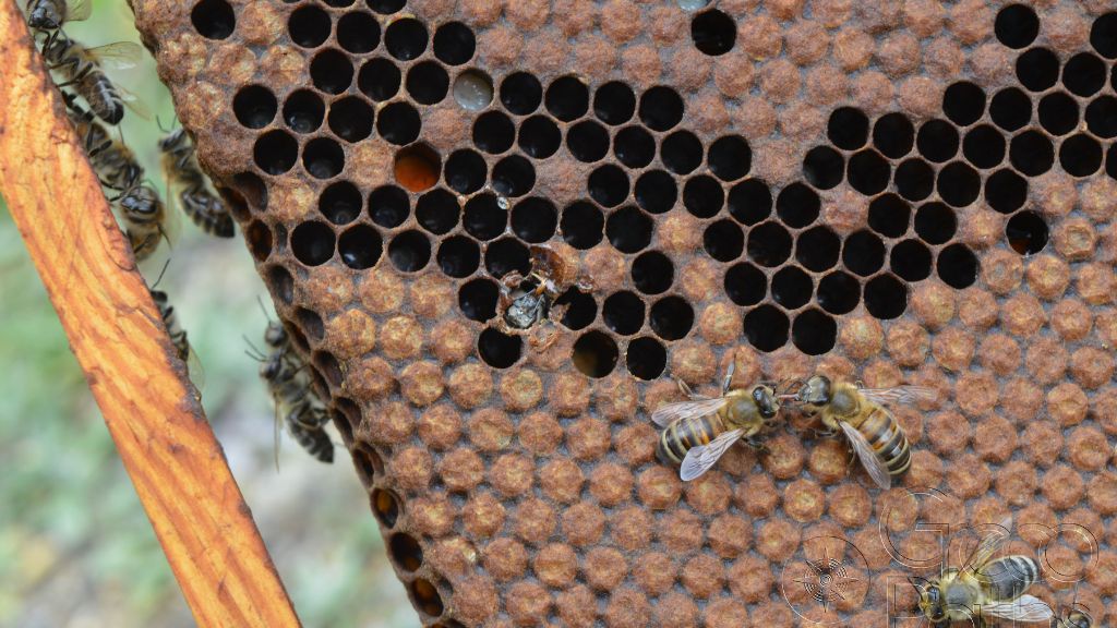 Honey tasting